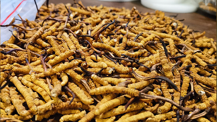 冬蟲(chóng)夏草的吃法與禁忌