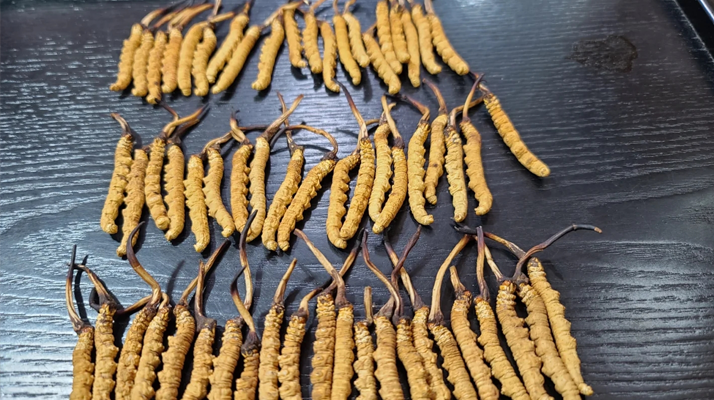 吃冬蟲(chóng)夏草對(duì)身體的好處