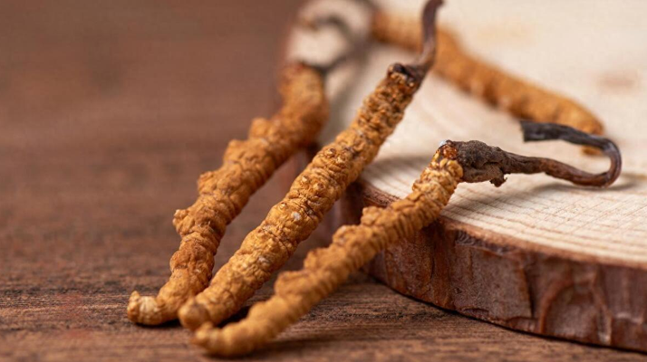 冬蟲夏草現(xiàn)在多少錢一克