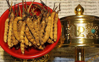 冬蟲夏草的主要功效與作用