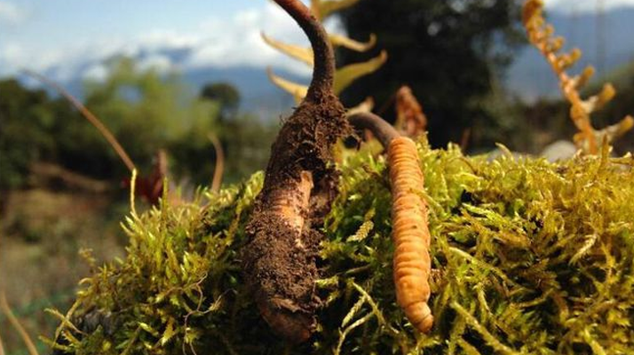 如何挑選新鮮冬蟲夏草？掌握這幾個關(guān)鍵要點