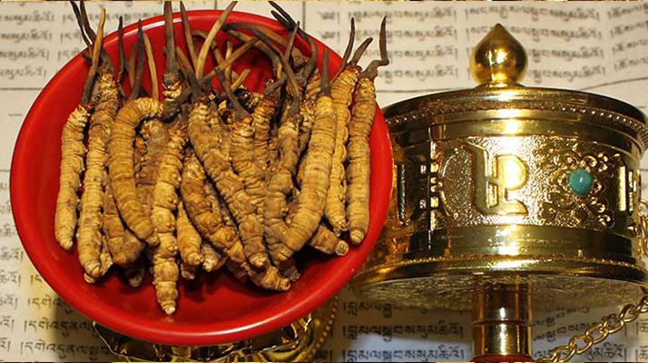 <a href=http://www.sdmkid.com/gongxiao/ target=_blank class=infotextkey><a href=http://www.sdmkid.com/gongxiao/ target=_blank class=infotextkey><a href=http://www.sdmkid.com/yangsheng/ target=_blank class=infotextkey>冬蟲夏草的功效</a></a></a>解析：傳統(tǒng)珍寶的現(xiàn)代價(jià)值