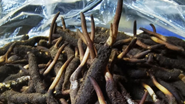 <a href=http://www.sdmkid.com/xinxian/ target=_blank class=infotextkey>新<a href=http://www.sdmkid.com/xinxian/ target=_blank class=infotextkey>鮮冬蟲夏草</a></a>的正確清洗方法