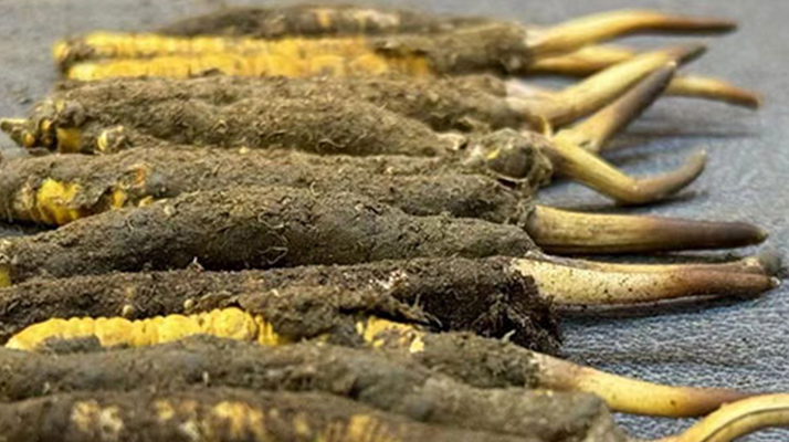 冬蟲(chóng)夏草價(jià)格探秘：多因素交織下的市場(chǎng)行情