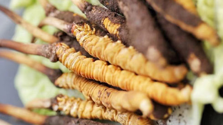 冬蟲(chóng)夏草的功效解析：從傳統(tǒng)智慧到現(xiàn)代科學(xué)的雙重印證