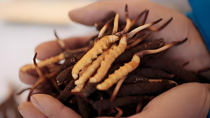 小孩可以喝冬蟲夏草嗎？科學(xué)看待兒童滋補問題