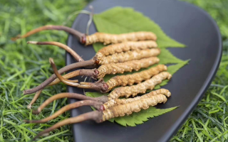 新鮮松茸冬蟲夏草怎么吃？滋補(bǔ)雙珍的美味搭配指南