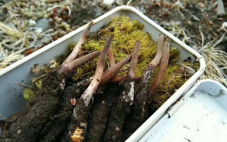 冬蟲夏草怎么辨別養(yǎng)殖的？掌握 5 大鑒別要點(diǎn)