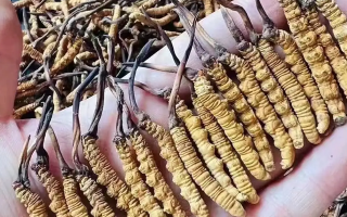 冬蟲夏草的十大功效：自然饋贈的滋補力量