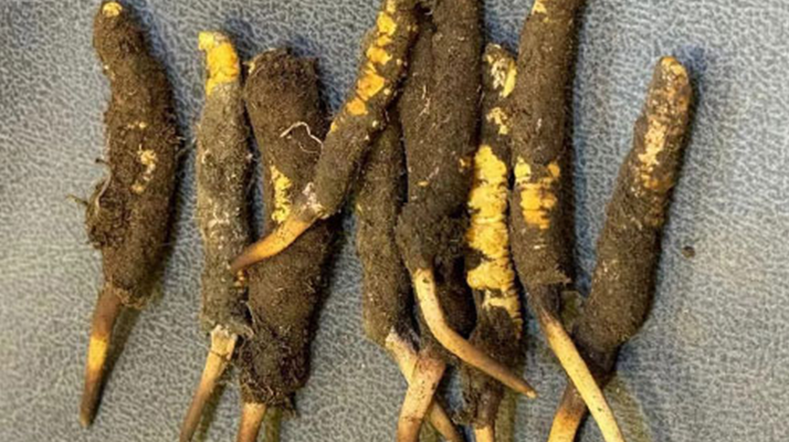 冬蟲夏草老人服用指南：科學方法與健康養(yǎng)護