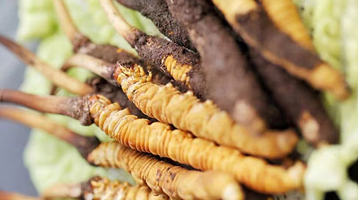 冬蟲夏草適合產(chǎn)后婦女嗎？科學(xué)滋補與恢復(fù)指南