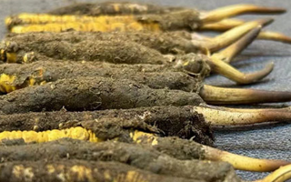 新鮮冬蟲夏草可以泡水喝嗎？正確方法與功效解析