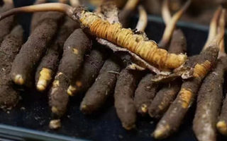 冬蟲夏草適合哪些人群？精準滋補指南