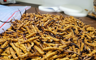 一根冬蟲夏草多少錢？解密單根蟲草的價(jià)格玄機(jī)