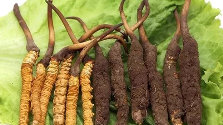 真空鎖鮮：<a href=http://www.sdmkid.com/xinxian/ target=_blank class=infotextkey>新<a href=http://www.sdmkid.com/xinxian/ target=_blank class=infotextkey>鮮冬蟲夏草</a></a>的科學(xué)保存方法