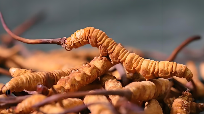 冬蟲夏草泡湯指南：鎖住營養(yǎng)的滋補(bǔ)秘訣