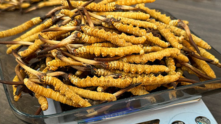 冬蟲夏草的真假鑒別：實(shí)用技巧助你避開造假陷阱