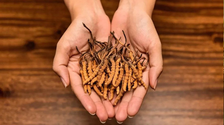 冬蟲夏草：獨(dú)特的蟲菌復(fù)合體品種