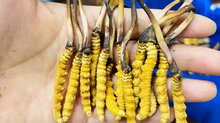 冬蟲夏草吃鮮的還是干的？一場關(guān)于自然饋贈的現(xiàn)代抉擇