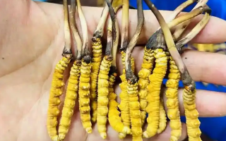 冬蟲夏草吃鮮的還是干的？一場關(guān)于自然饋贈的現(xiàn)代抉擇