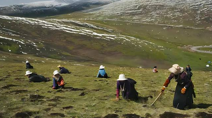 西藏鮮冬蟲(chóng)夏草<a href=http://www.sdmkid.com/ target=_blank class=infotextkey><a href=http://www.sdmkid.com/s/nqcc/ target=_blank class=infotextkey>那曲蟲(chóng)草</a></a>