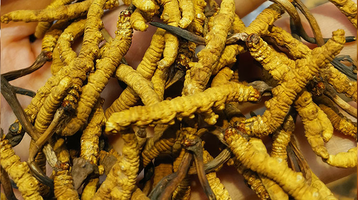 冬蟲夏草優(yōu)劣的區(qū)別