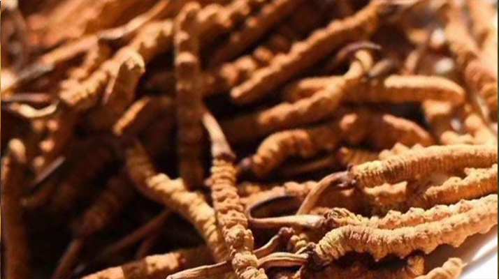 野生<a href=http://www.sdmkid.com/jiage/ target=_blank class=infotextkey>冬蟲夏草多少錢</a>一克