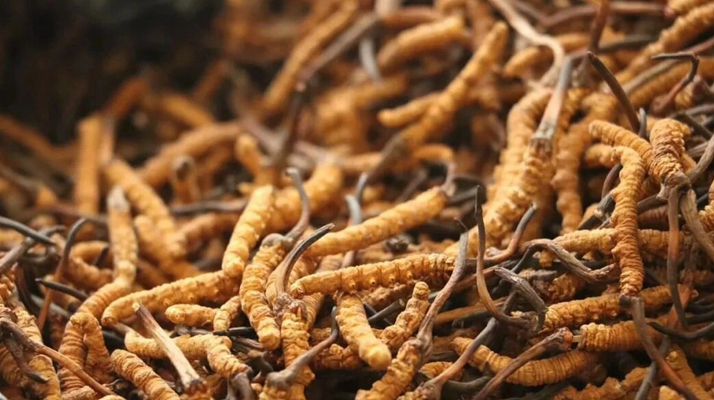 <a href=http://www.sdmkid.com/ target=_blank class=infotextkey><a href=http://www.sdmkid.com/s/nqcc/ target=_blank class=infotextkey>那曲冬蟲夏草</a></a>頭期草