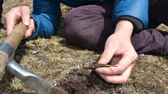 怎樣鑒別<a href=http://www.sdmkid.com/tag/6.html target=_blank class=infotextkey>冬蟲夏草的產(chǎn)地</a>