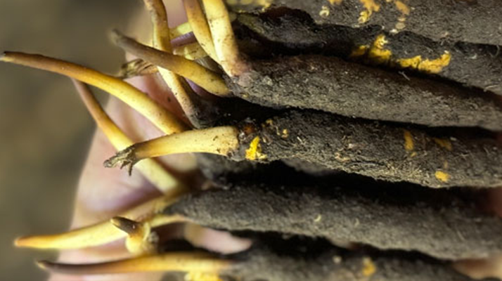 冬蟲(chóng)夏草哪里買最便宜