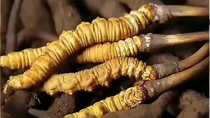 <a href=http://www.sdmkid.com/ target=_blank class=infotextkey><a href=http://www.sdmkid.com/s/nqcc/ target=_blank class=infotextkey>那曲蟲(chóng)草</a></a>展銷會(huì)暨巴青采集體驗(yàn)活動(dòng)啟幕