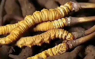 寧波買冬蟲(chóng)夏草去哪里