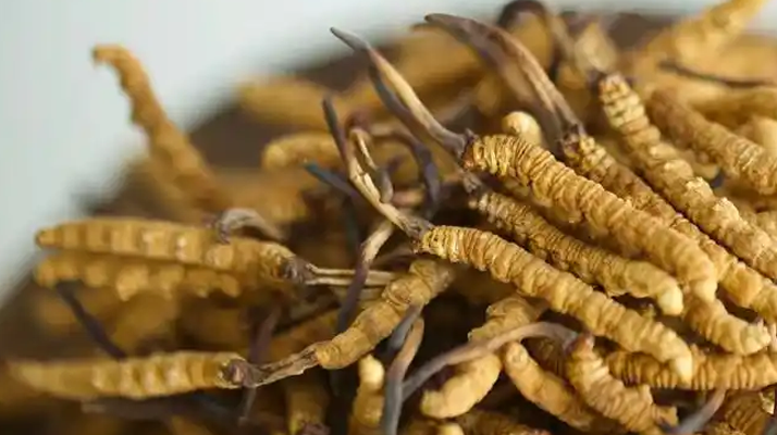 正宗冬蟲夏草頭期干草：高原珍品的品質(zhì)之選