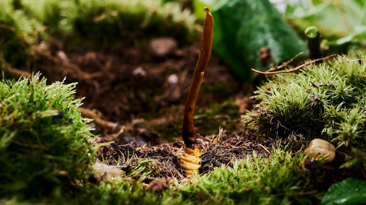 純天然野生新鮮冬蟲夏草：大自然的珍稀饋贈