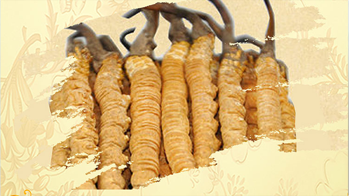 <a href=http://www.sdmkid.com/ target=_blank class=infotextkey>冬蟲夏草</a>夏天如何保存