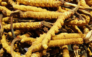 冬蟲夏草鮮草和干草哪個(gè)好