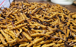 冬蟲(chóng)夏草行情今日走勢(shì)