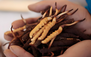 鮮冬蟲夏草哪家最好