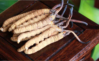 冬蟲夏草應該怎么存放