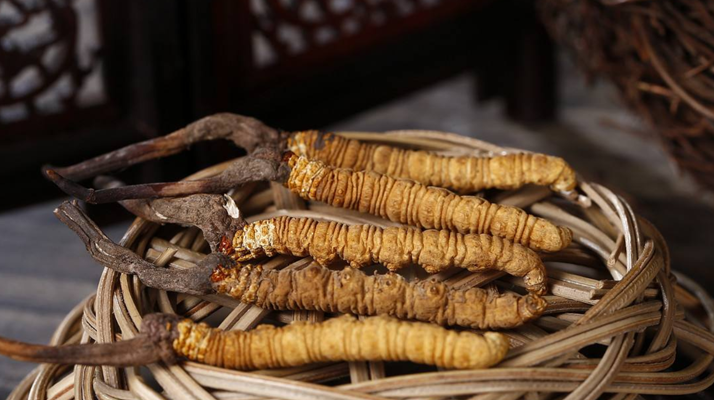 新鮮<a href=http://www.sdmkid.com/jiage/ target=_blank class=infotextkey>冬蟲(chóng)夏草的價(jià)格</a>一根