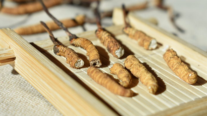 冬蟲(chóng)夏草主打什么成分