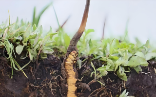 揭秘冬蟲(chóng)夏草的 “童年時(shí)光”：從幼蟲(chóng)到蟲(chóng)草的奇妙蛻變