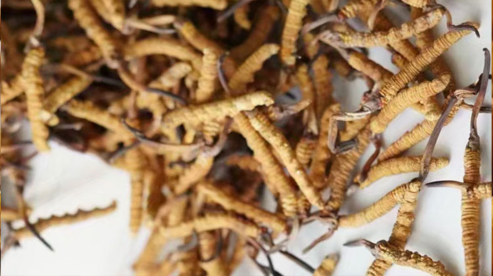 冬蟲夏草能打粉服用嗎？科學(xué)操作與服用指南