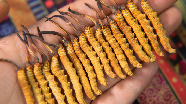 新鮮冬蟲夏草可以冷藏嗎？科學(xué)冷藏方法與注意事項(xiàng)