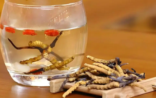 冬蟲夏草與枸杞能一起泡酒嗎？科學搭配與飲用指南