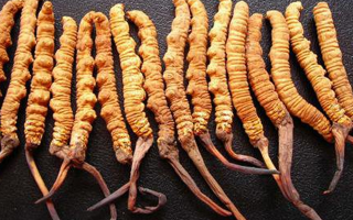 冬蟲夏草性狀鑒別指南：掌握這7個(gè)關(guān)鍵特征，輕松辨別真?zhèn)蝺?yōu)劣