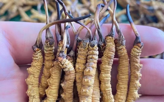 冬蟲夏草等級怎么辨別？專業(yè)指南教你識別優(yōu)劣真?zhèn)?> </div>
            <div   id=