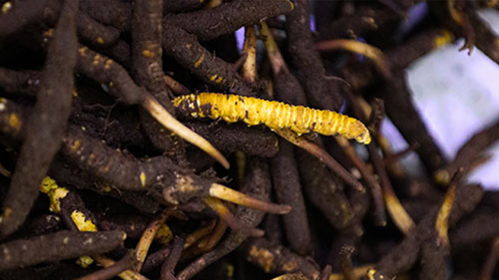 新鮮冬蟲(chóng)夏草可以冷凍嗎？科學(xué)保存指南來(lái)了