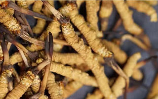 鹿茸和冬蟲夏草，誰更 “值錢”？