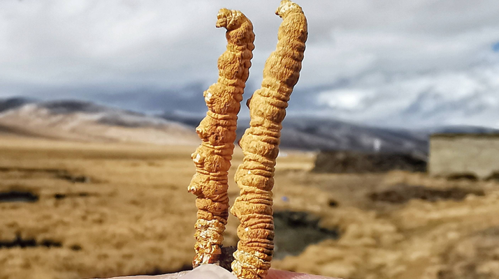 冬蟲夏草干了之后什么樣？